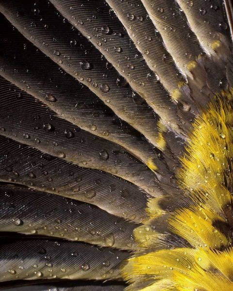 Oregon Water on underside of grosbeak feather